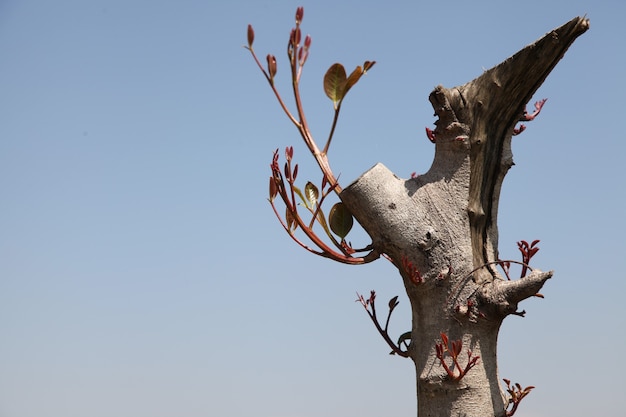 Foto planta de verão em galhos secos de árvores