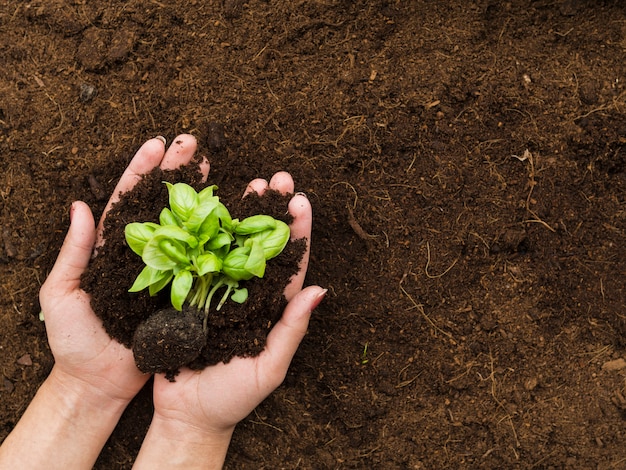 Foto planta de vista superior sendo realizada pelas mãos