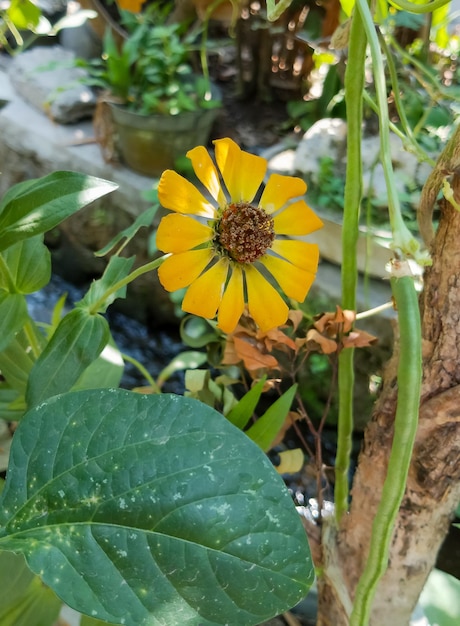 Planta de Zinnia elegans