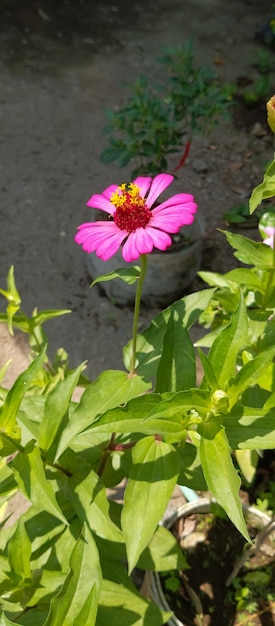 Planta de Zinnia elegans