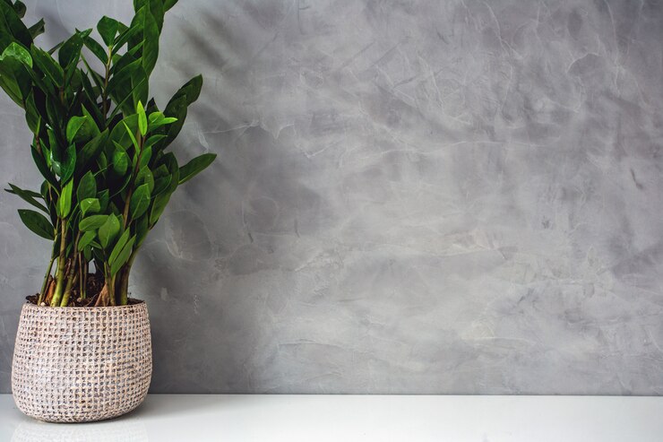 Foto planta decorativa da casa verde perto de uma parede de concreto