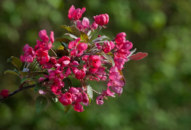 Planta decorativa de maçã malus florescendo na primavera perto de flores roxas vermelhas brilhantes