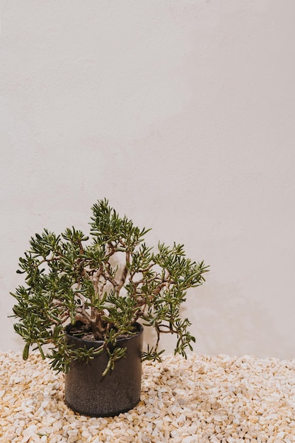 Foto planta decorativa em vaso de flores em fundo branco