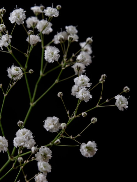 Planta decorativa con flores blancas