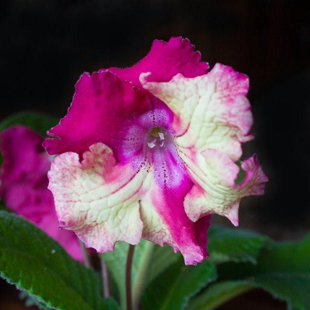 Planta decorum, lindas flores de streptocarpus