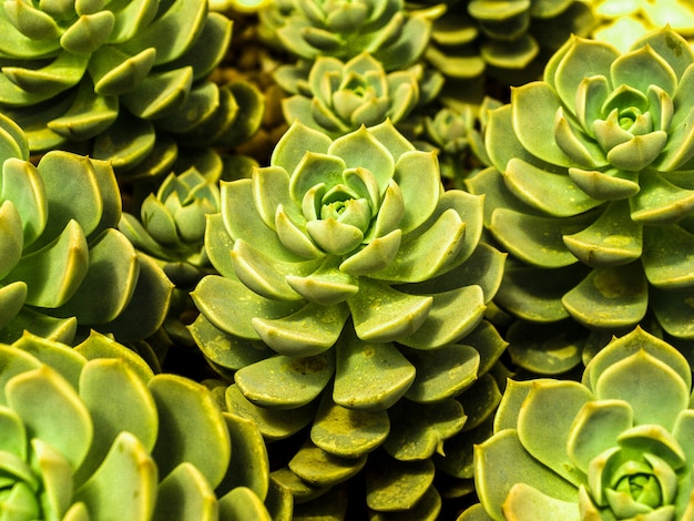 Planta de desierto de Cactus