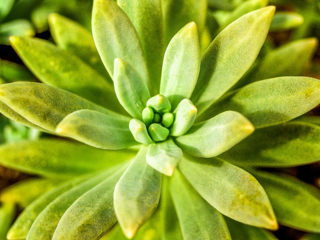 Planta de desierto de Cactus