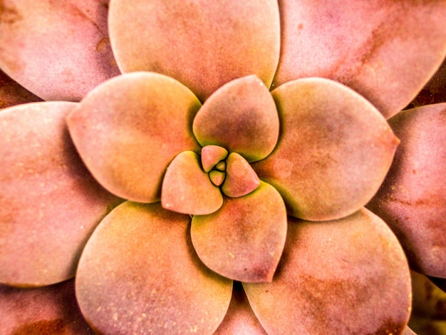 Foto planta de desierto de cactus