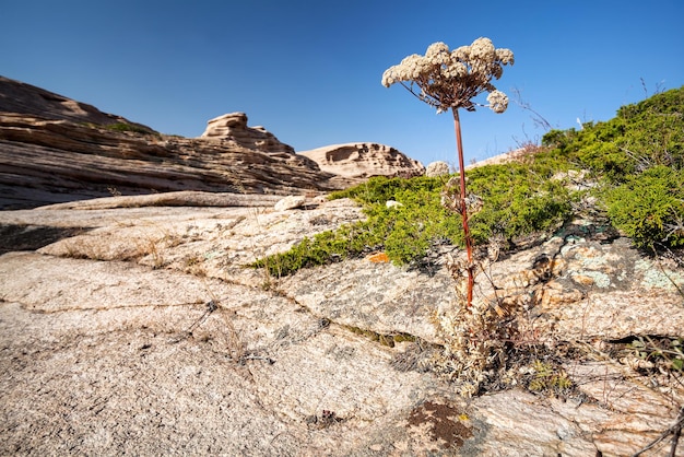 Planta del desierto en Kazajstán