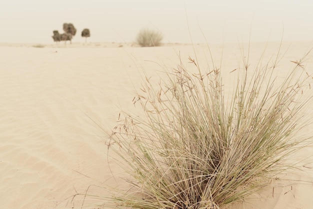 Planta del desierto que crece salvaje en las dunas de arena Naturaleza salvaje del desierto