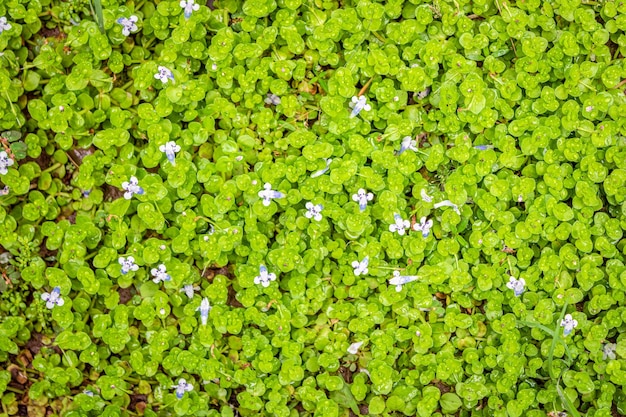 Planta Dicotiledonea con pequeñas hojas verdes y pequeñas flores de tono azulado claro