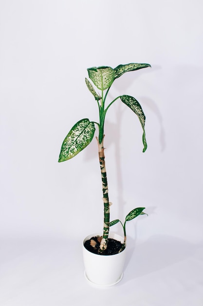 Planta Dieffenbachia em uma panela sobre uma vegetação de fundo branco no interior