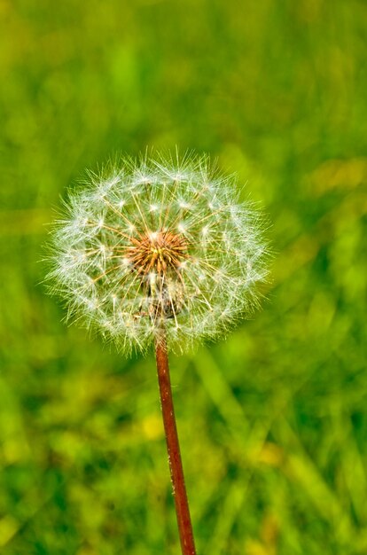 Foto la planta de diente de león esponjosa es un foco selectivo