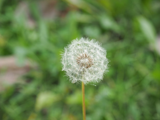 Planta de diente de león (Taraxacum officinale) flor