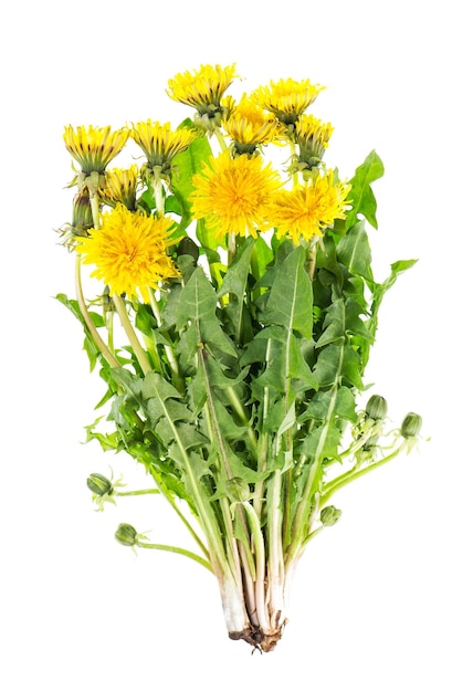 La planta de diente de león tiene hojas verdes, flores aisladas y fondo blanco.