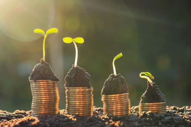 Planta con dinero creciendo paso en el suelo y el atardecer