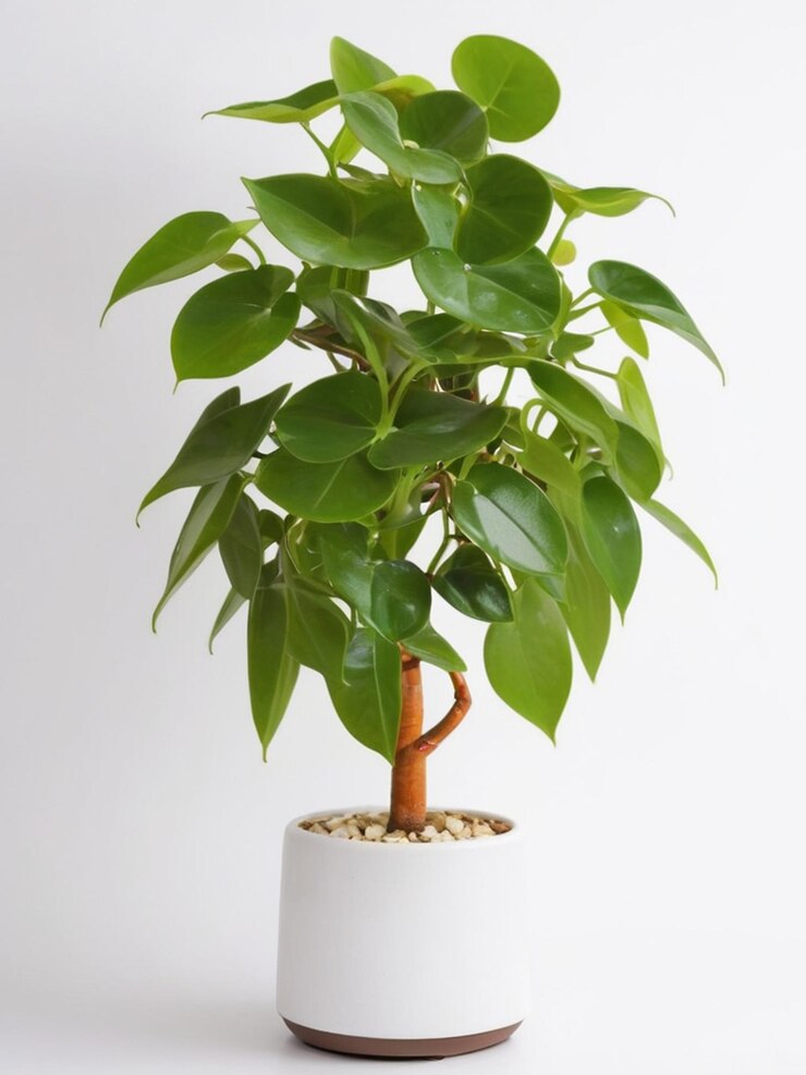 Planta de dinero con imágenes de fondo blanco