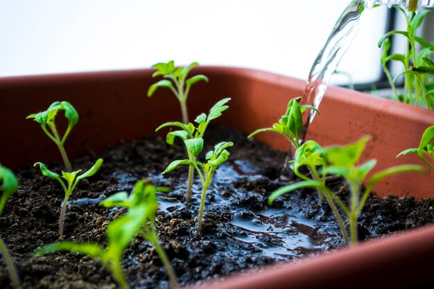 La planta dispara las plántulas de primavera el nacimiento de una nueva vida.