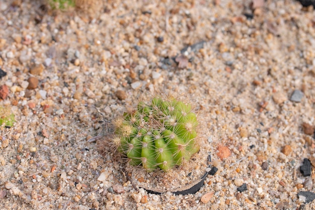 Planta do cacto na areia.