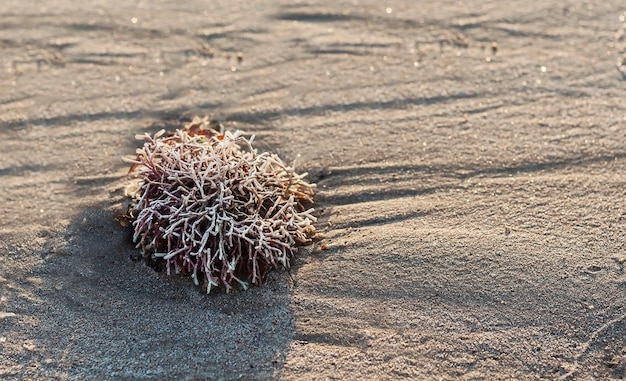 Planta do Mar Vermelho em uma praia branca