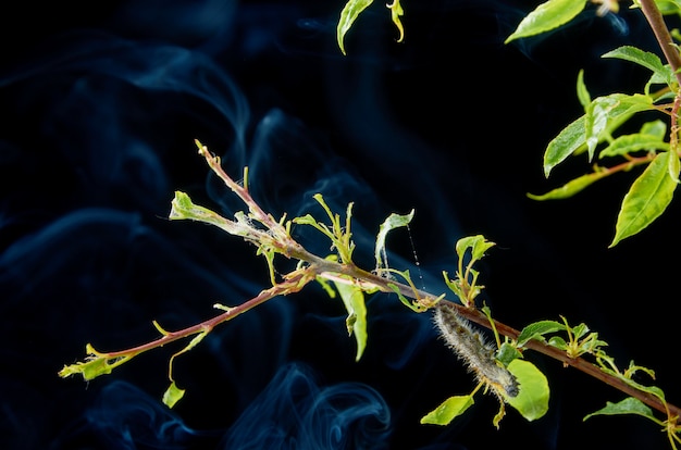 Planta doente primavera em um escuro com gotas. ramo de ameixa com pragas. em um galho de lagarta de ameixa e ácaros.