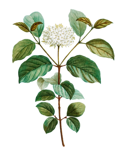 Planta de dogwood común png transparente