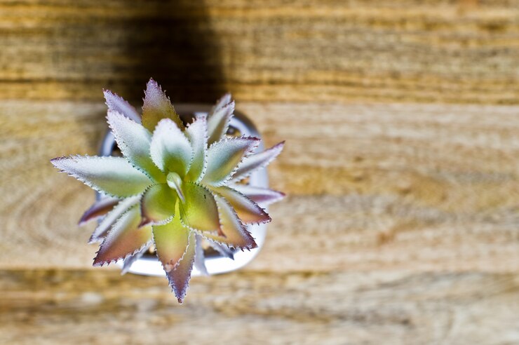 Foto planta doméstica - cactus blanco suculento. vista superior