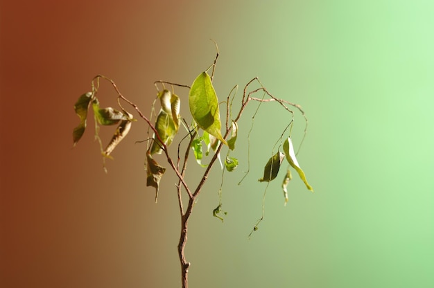 Planta doméstica moribunda sobre fondo verde y rojo Imagen mínima de una planta muerta