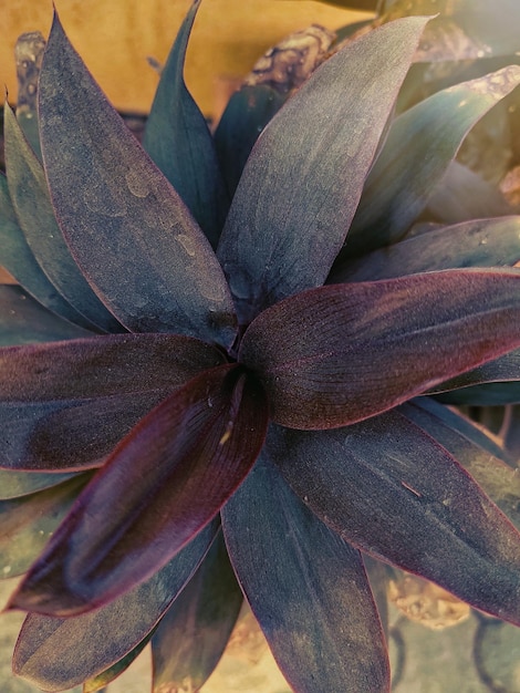 Foto planta doméstica para redes sociais