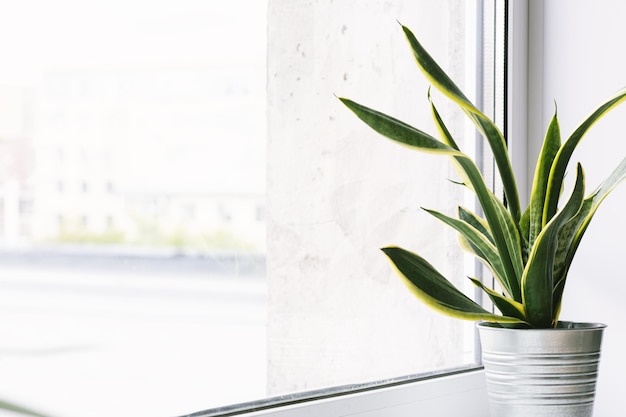 Foto la planta doméstica de sansevieria se encuentra en una olla de flores en el alféizar de la ventana concepto de cuidado de plantas domésticas