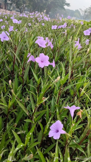 Planta dorada púrpura silvestre en el jardín