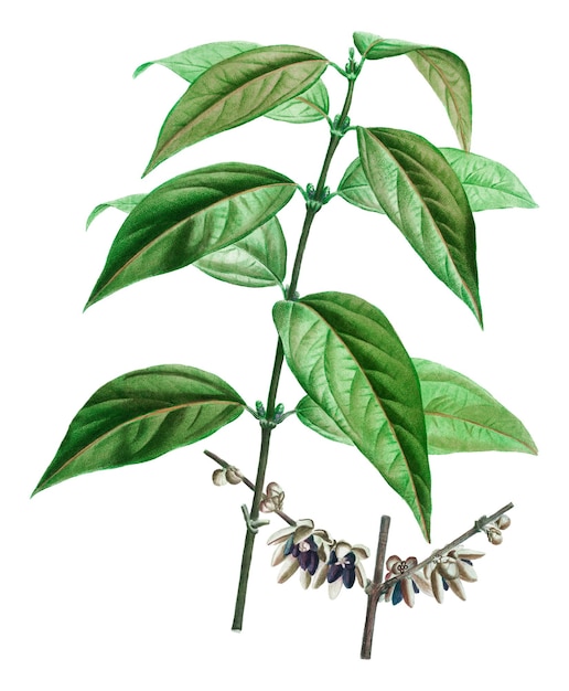 Planta dulce de invierno en flor png transparente