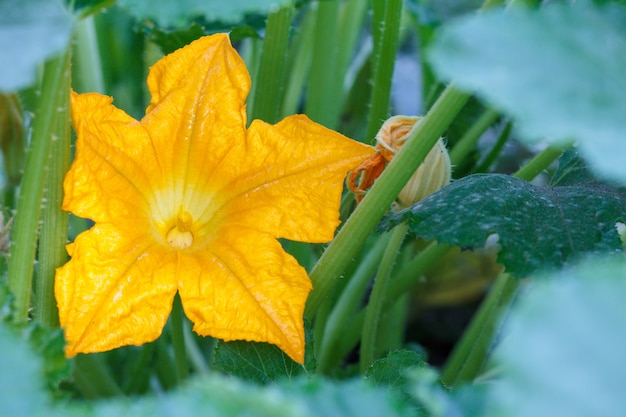 Foto planta e flor de abobrinha. jovem medula vegetal crescendo em arbusto