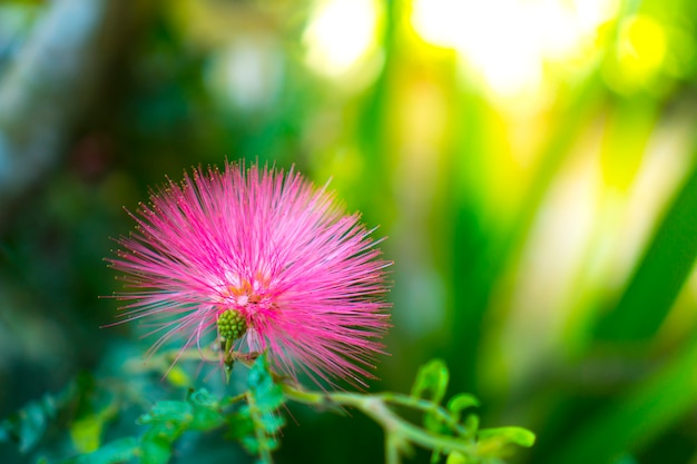 Planta e flor no jardim