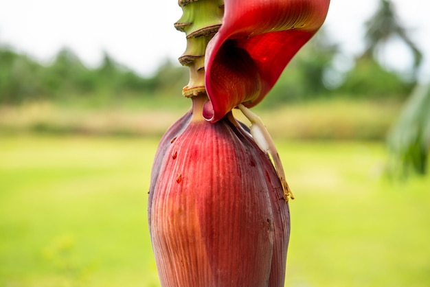 Planta e folha da natureza do fundo das hortaliças Banana