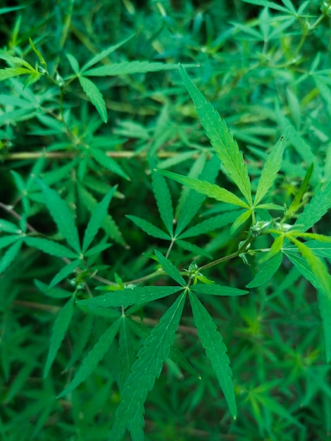 Planta e folhas de cannabis