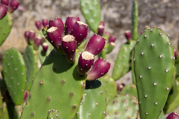 Planta e fruto do cacto da pera espinhosa em Portugal