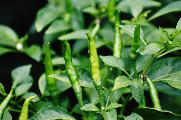 Planta e fruto jovem de pimentão Capsicum annuum L Lombok Ijo Besar