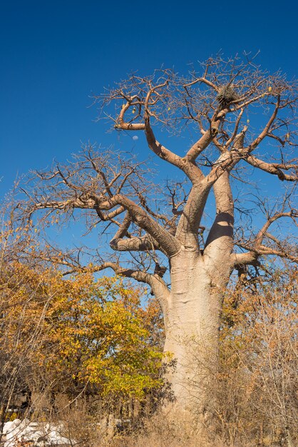 Planta e lua do Baobab no savana africano com o céu azul claro. Botsuana