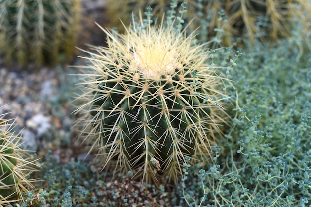 Planta Echinocactus grusonii de perto