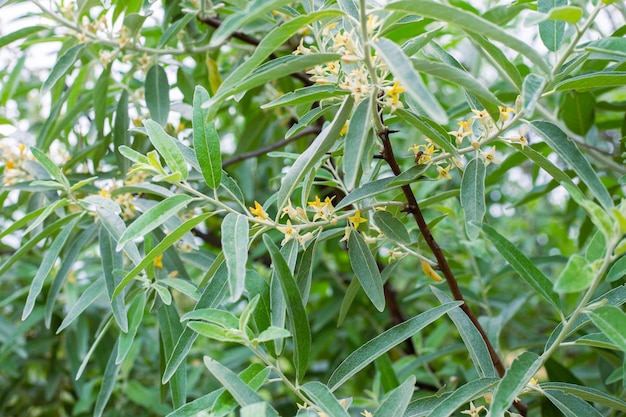 Planta Elaeagnus commutata. Planta arbustiva de hojas plateadas y pequeñas flores amarillas.