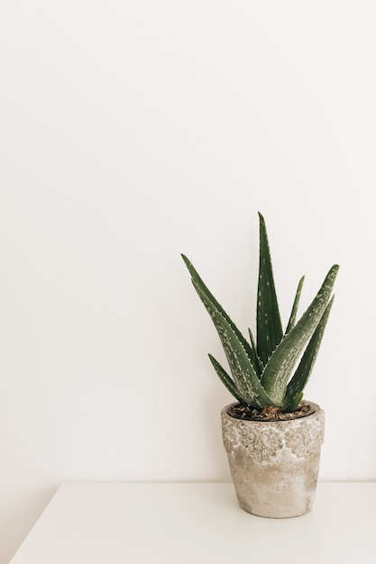 Planta em casa aloe vera na mesa branca. conceito de design de interiores mínimo.