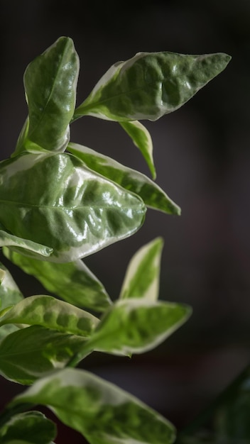 Planta em casa com folhas verdes brancas, pedilanthus tithymaloides, foco seletivo