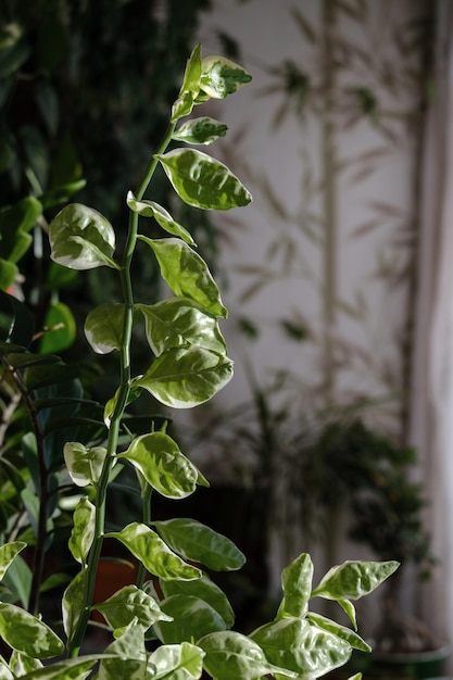 Planta em casa com folhas verdes brancas pedilanthus tithymaloides foco seletivo