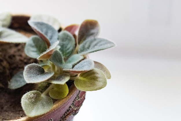 Planta em casa com folhas verdes no peitoril da janela