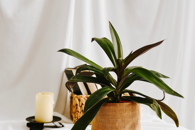 planta em casa em um vaso