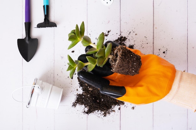 Planta em casa na mão enluvada e vasos de solo e ferramentas de jardinagem plana vista de cima Conceito de jardinagem em casa