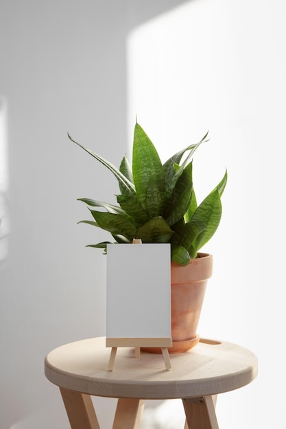 Planta em casa sansevieria em pote de barro de terracota na cadeira de madeira e placa branca para texto na parede branca de fundo Minimalismo no interior