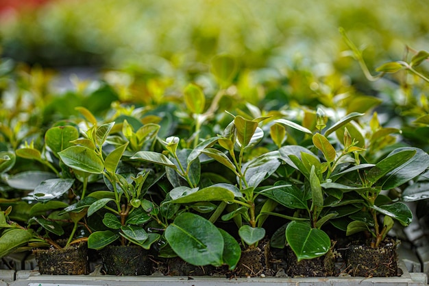 planta em casa verde