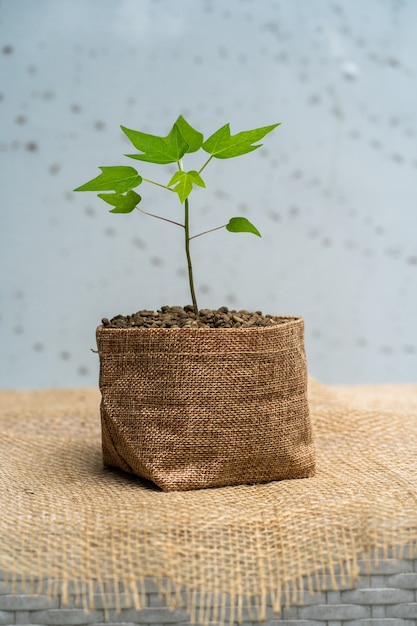 Planta em crescimento em um vaso de saco